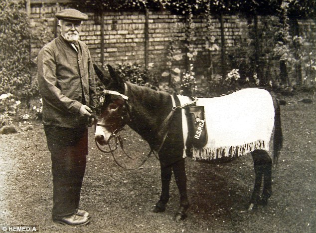 jimmy the donkey sergeant jimmy ww1 war donkey in 1920a working for RSPCA